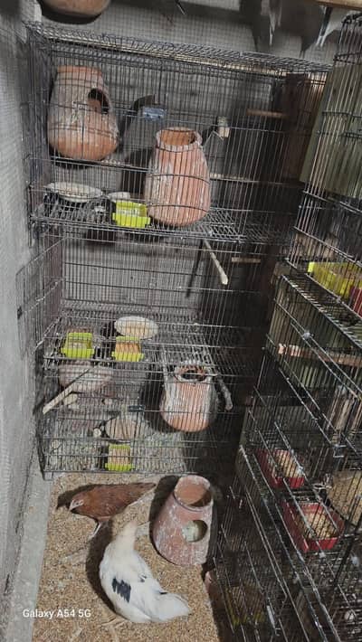 Birds Cage