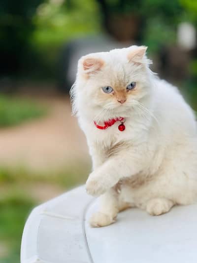 Persian cat for sale