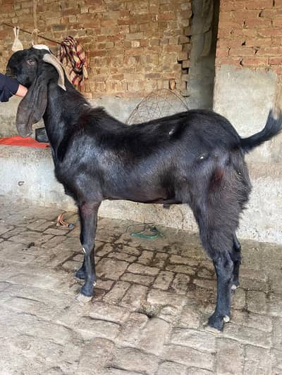 bakra