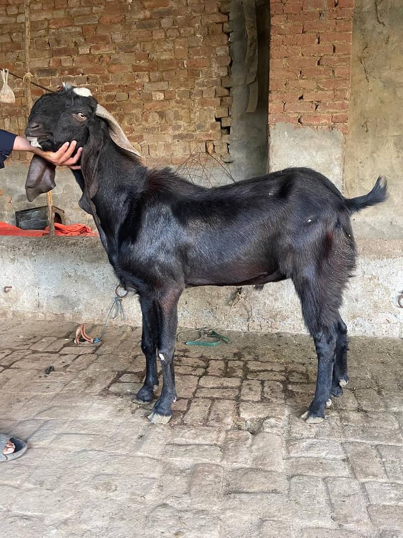 bakra 1