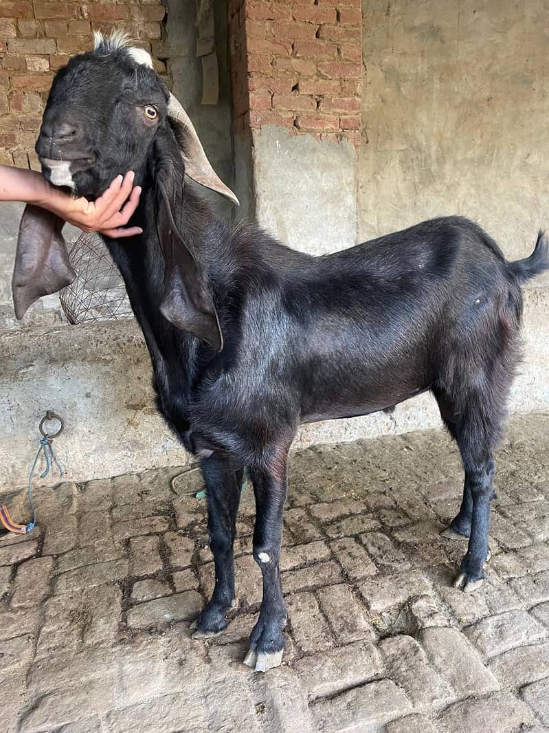 bakra 2
