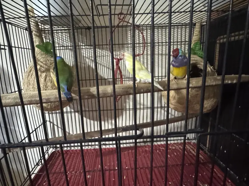 golden finch pair for sale and Bangladesh 1 male and 1 malegolden2cage