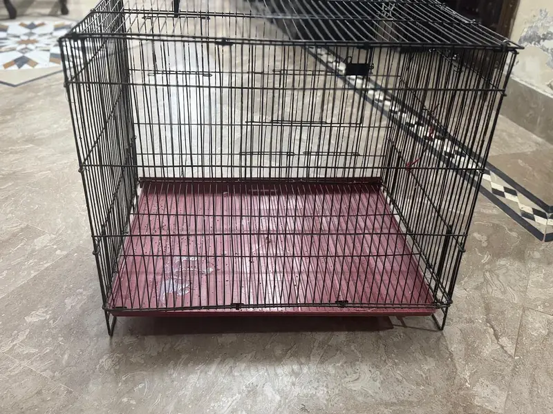 golden finch pair for sale and Bangladesh 1 male and 1 malegolden2cage — photo 2