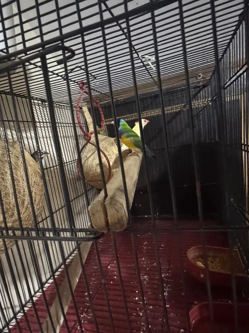 golden finch pair for sale and Bangladesh 1 male and 1 malegolden2cage — photo 3