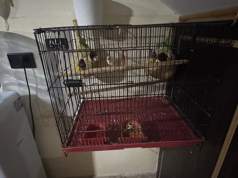 golden finch pair for sale and Bangladesh 1 male and 1 malegolden2cage — photo 4