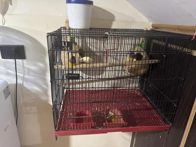 golden finch pair for sale and Bangladesh 1 male and 1 malegolden2cage — photo 5
