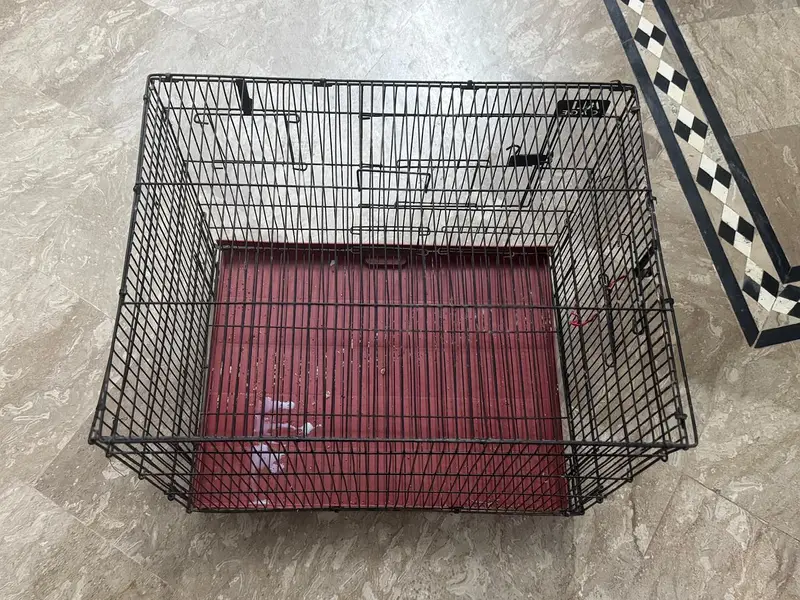 golden finch pair for sale and Bangladesh 1 male and 1 malegolden2cage — photo 6