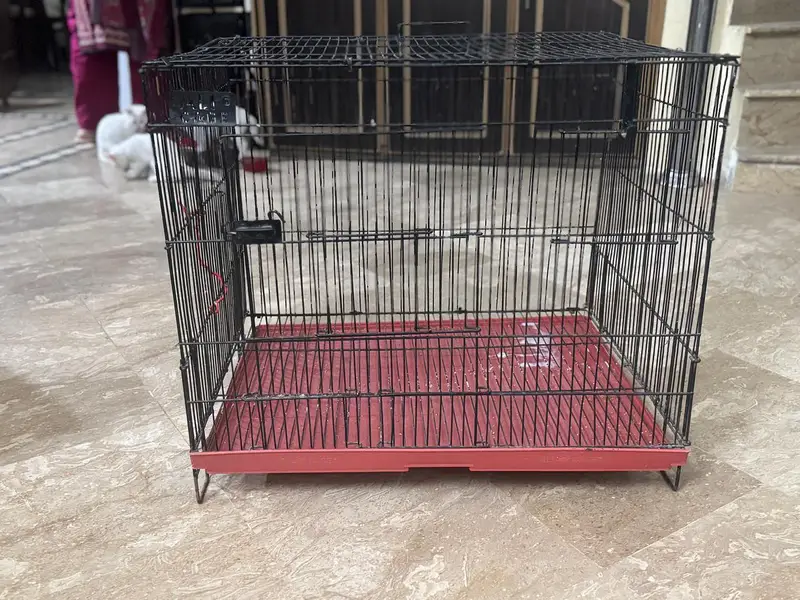 golden finch pair for sale and Bangladesh 1 male and 1 malegolden2cage — photo 7