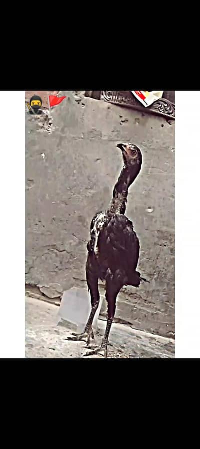 Beautifull aseel female