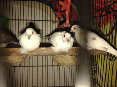 Diamond Pite Doves And Red Pite Doves With 2 Portion Cage