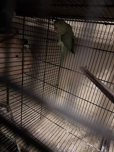 Rare Hand-Fed Female Alexandrine (Pahari) – Friendly & Healthy