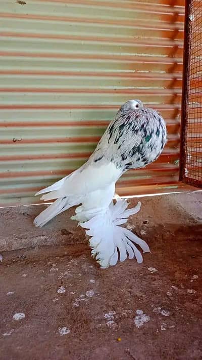 magpie reverse swing pouter