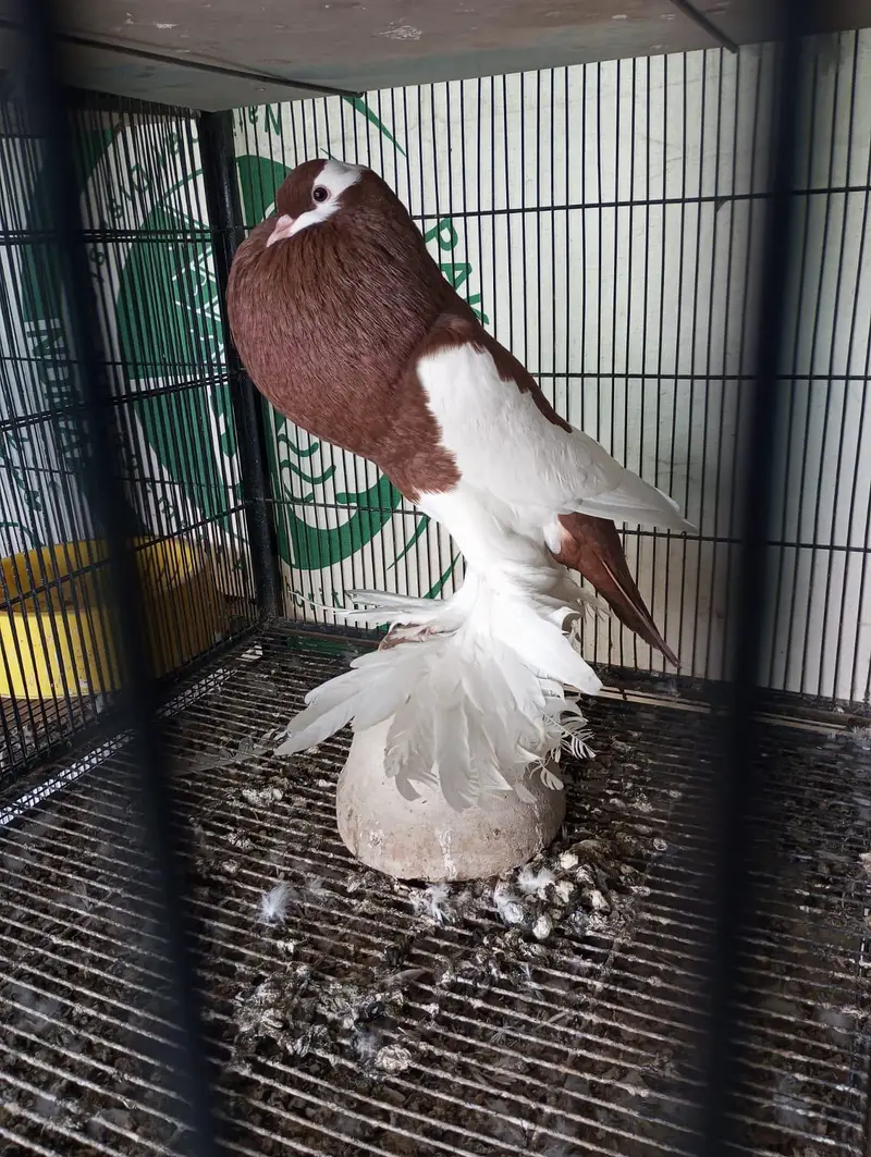 magpie reverse swing pouter — photo 2