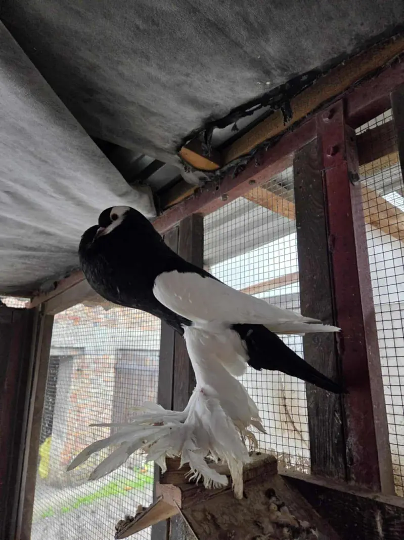 magpie reverse swing pouter — photo 4
