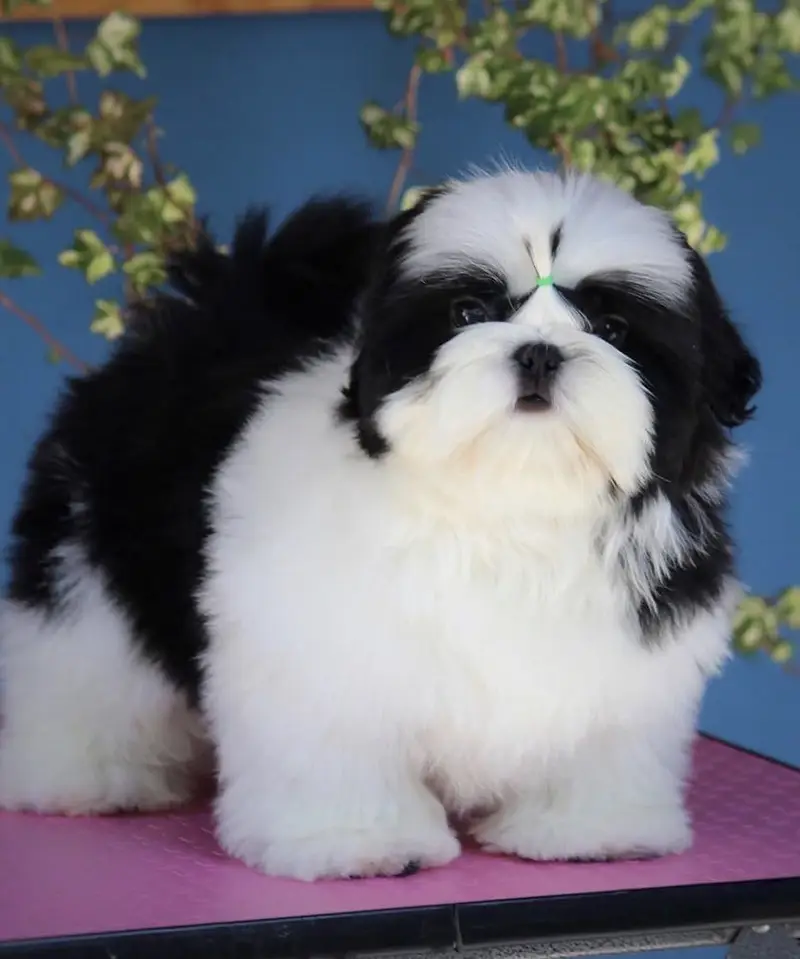 Shihtzu Puppies Available