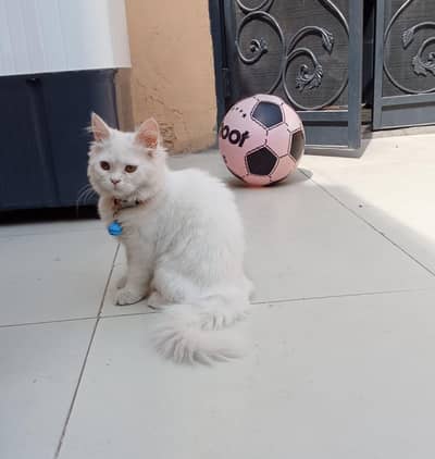 Persion kiTten
