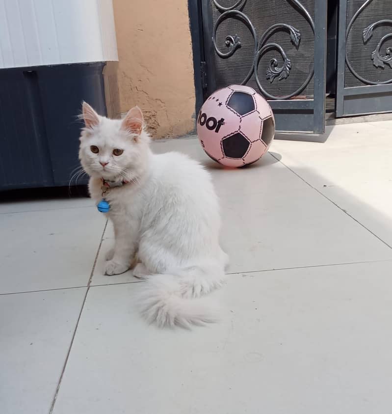 Persion kiTten 1