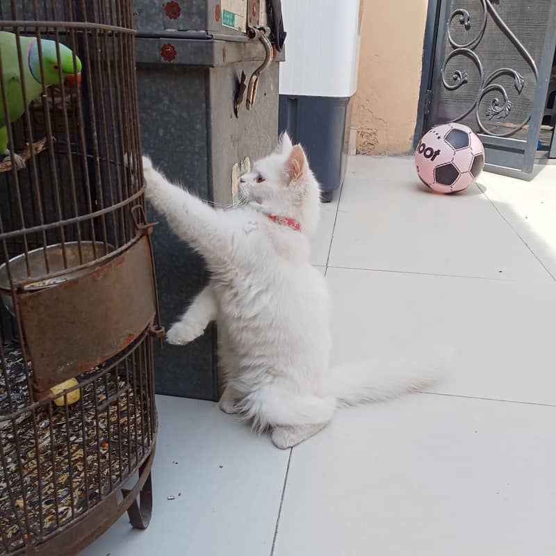 Persion kiTten 2