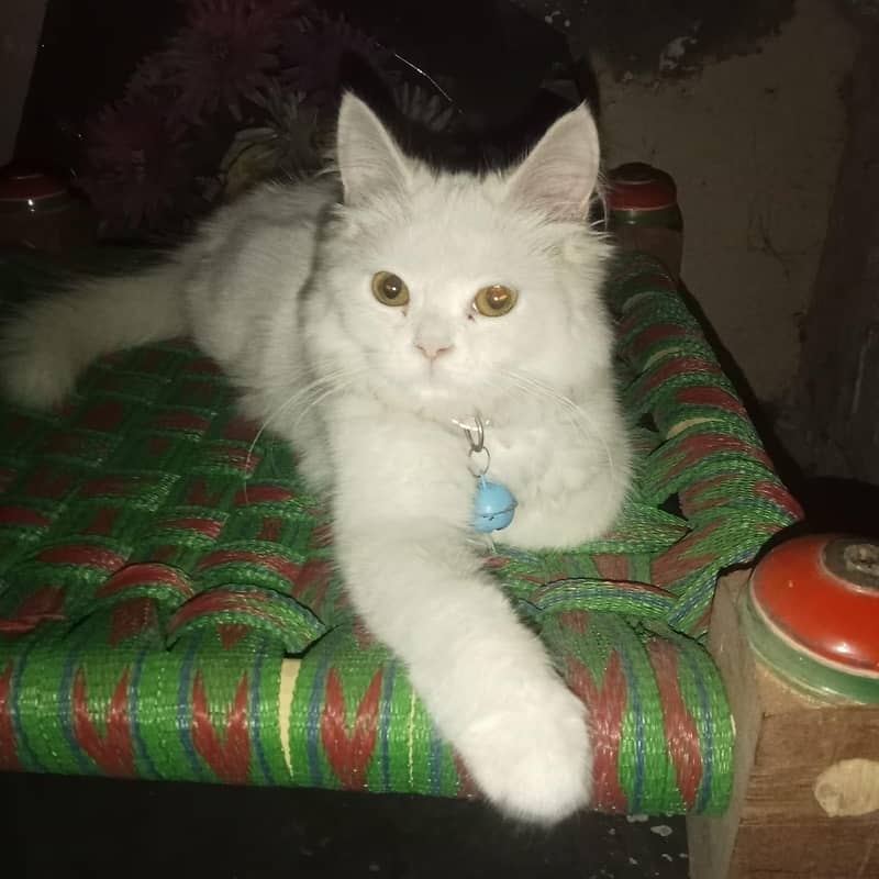 Persion kiTten 3