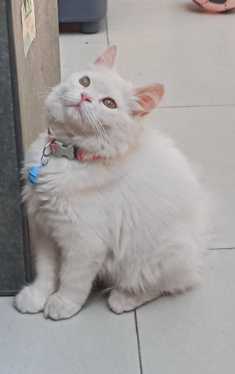 Persion kiTten 4
