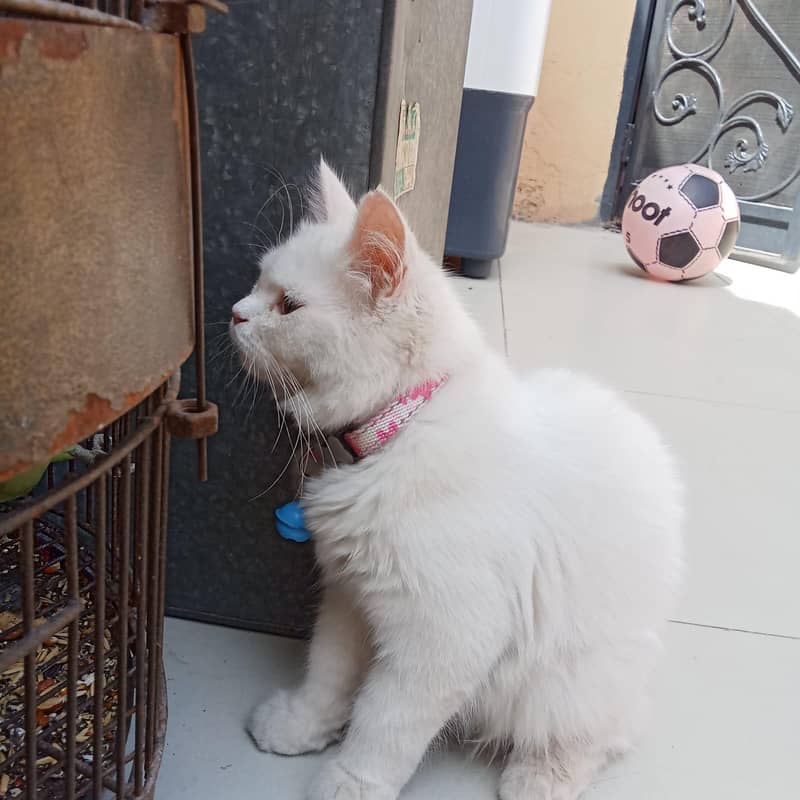 Persion kiTten 5
