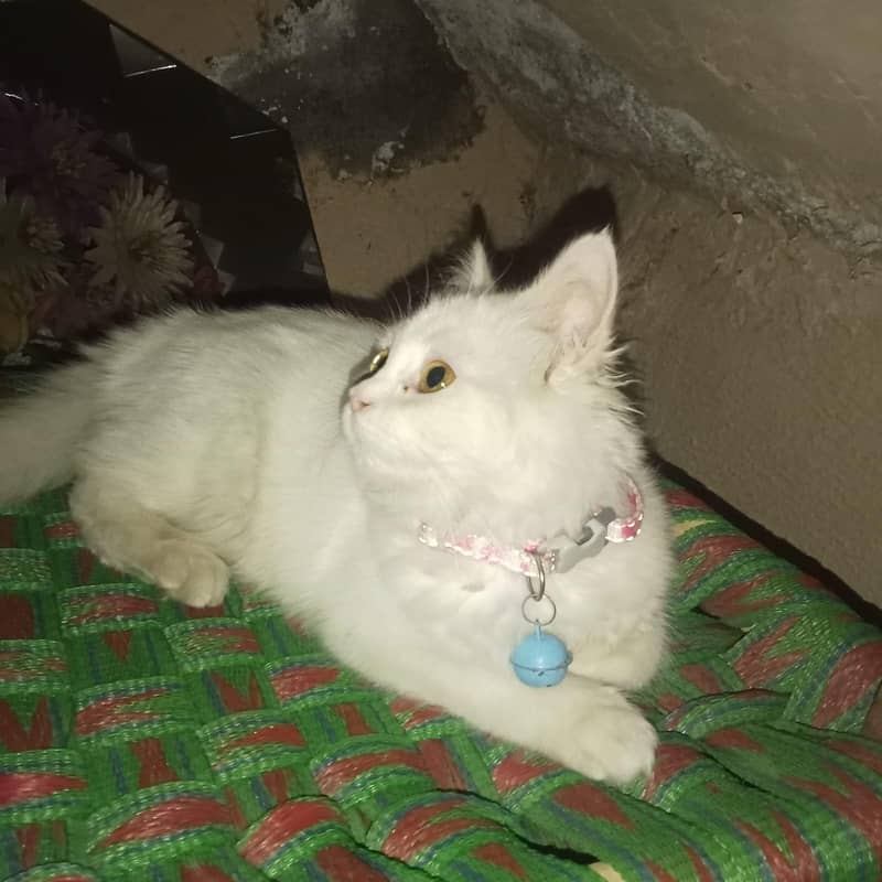 Persion kiTten 6