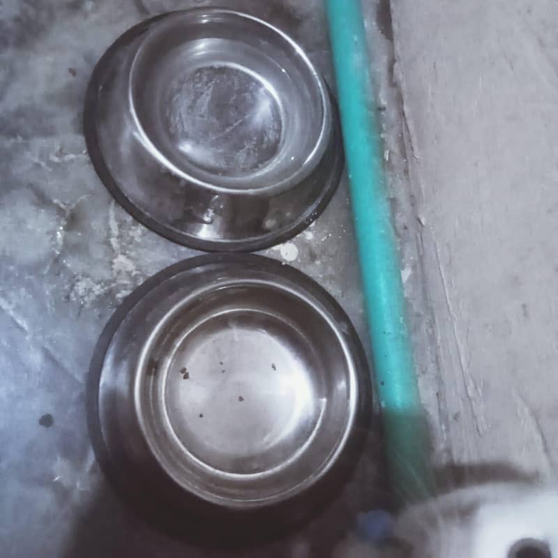 Persion kiTten 7