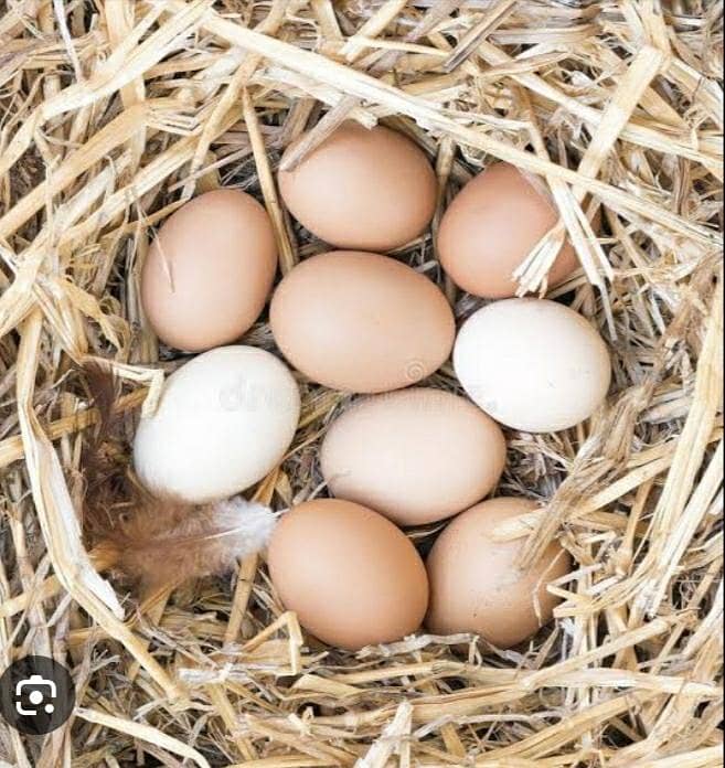 eggs desi 0