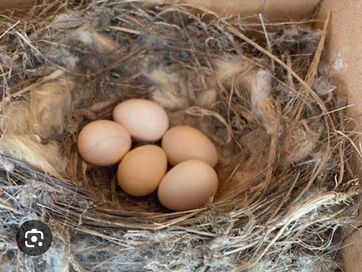 eggs desi 1