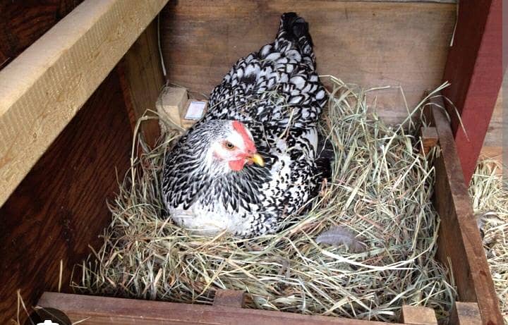 eggs desi 2