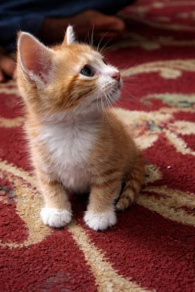 a pair of orange and white male and female tabby kitten is for sale