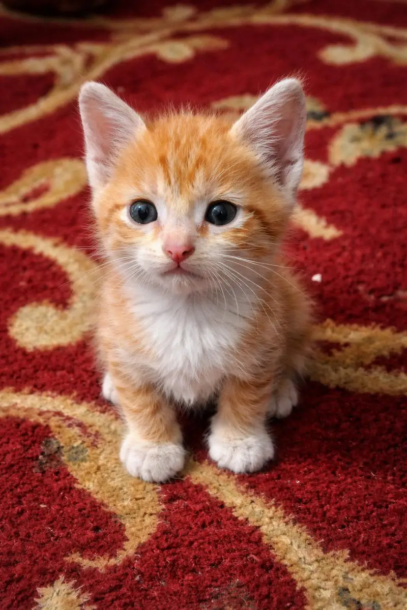 a pair of orange and white male and female tabby kitten is for sale — photo 3