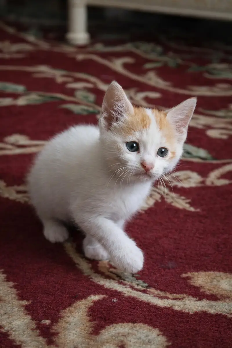 a pair of orange and white male and female tabby kitten is for sale — photo 4