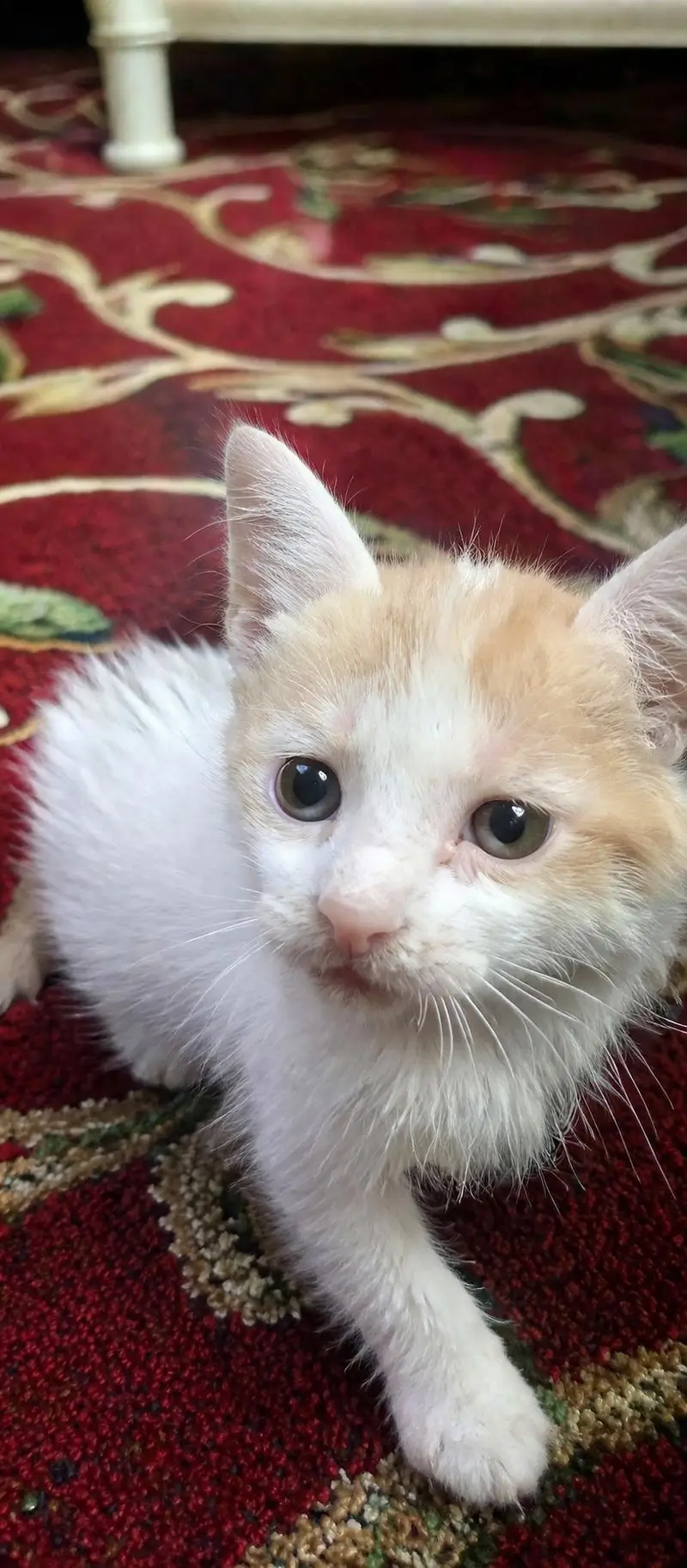 a pair of orange and white male and female tabby kitten is for sale — photo 5