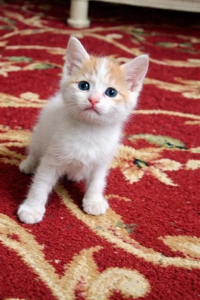 a pair of orange and white male and female tabby kitten is for sale — photo 6