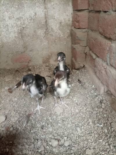 shamo and dragon eggs for sale 2000 per egg