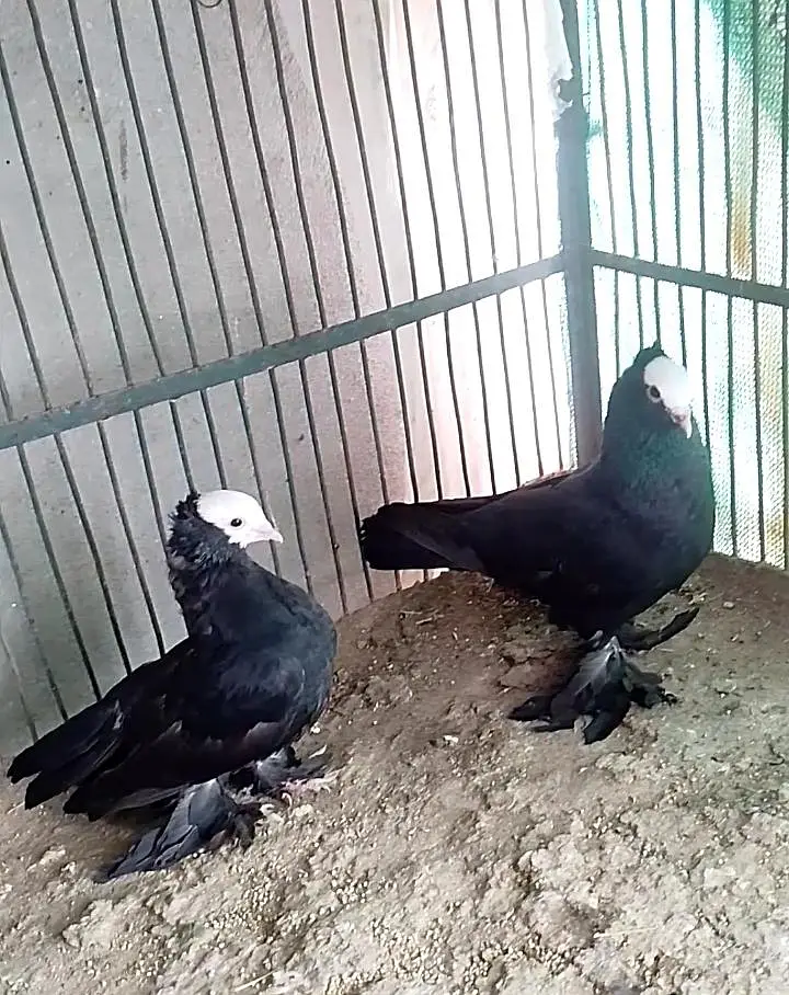 Mukhi Pigeon