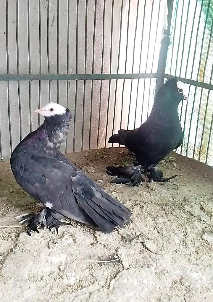 Mukhi Pigeon — photo 3