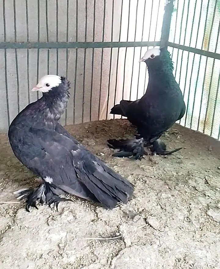 Mukhi Pigeon — photo 4