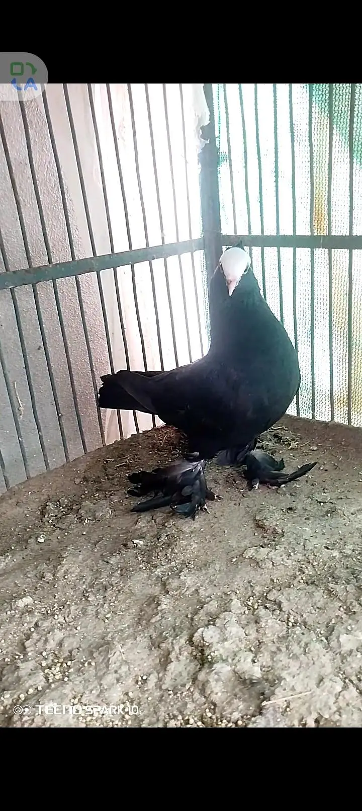 Mukhi Pigeon — photo 5