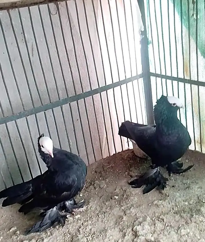 Mukhi Pigeon — photo 6