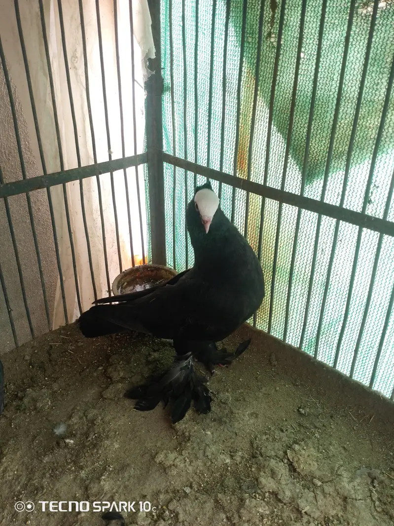 Mukhi Pigeon — photo 7