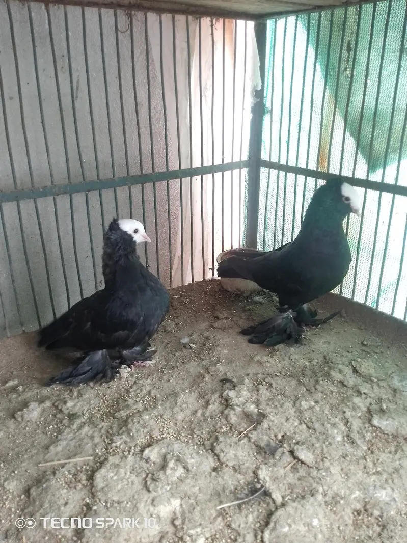 Mukhi Pigeon — photo 8
