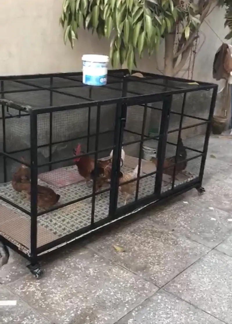 Good Condition  Moveable Huge Cage 6X3.5X3.5