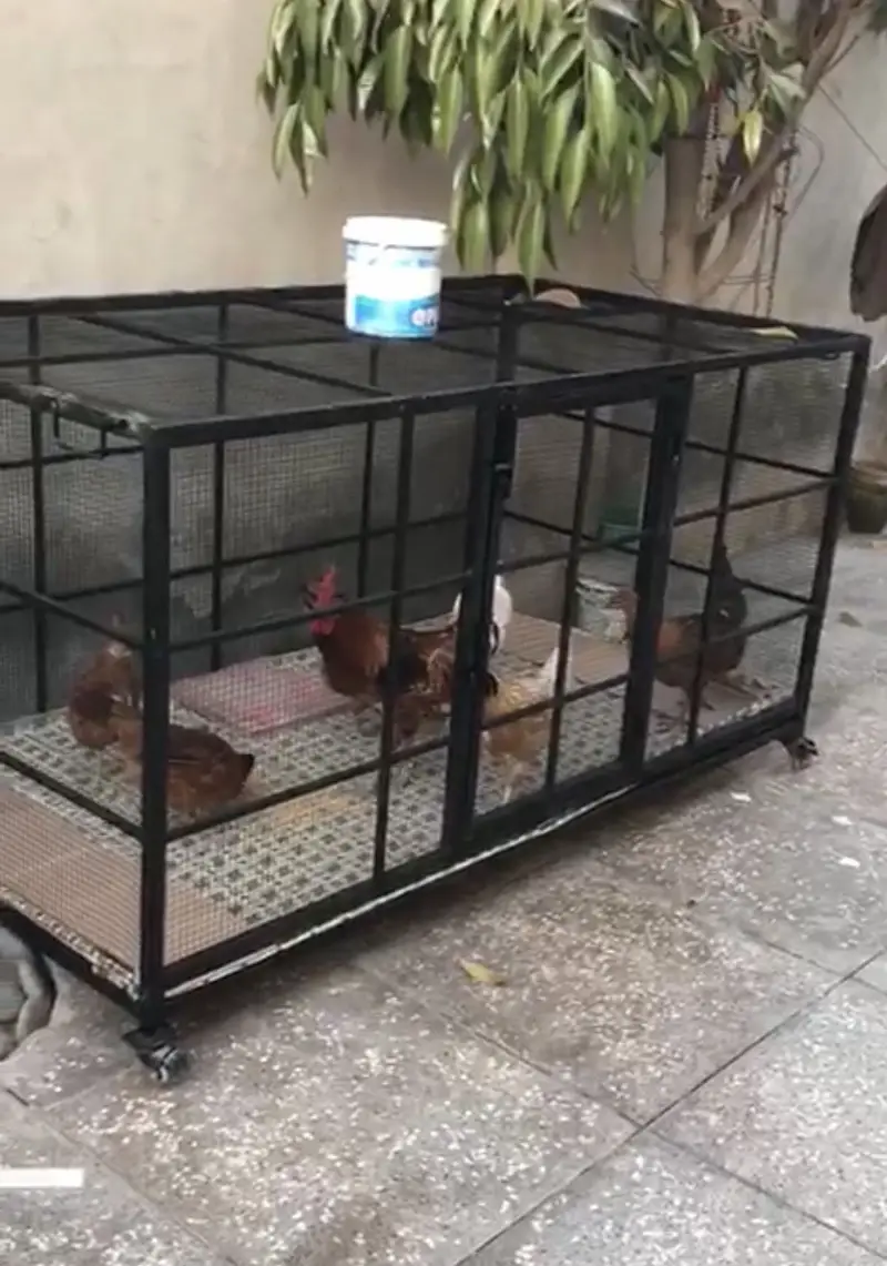 Good Condition  Moveable Huge Cage 6X3.5X3.5 — photo 3