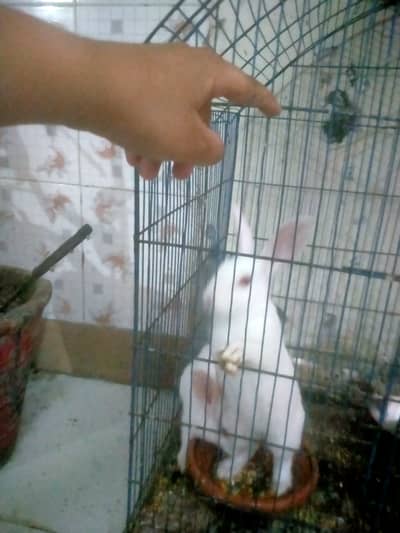 White rabbits patha pathi rabbits red eye