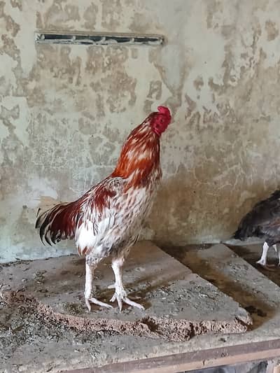 Home breed chicken Aseel cheena