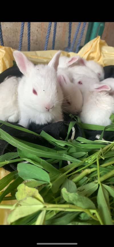 Red eyes rabbit