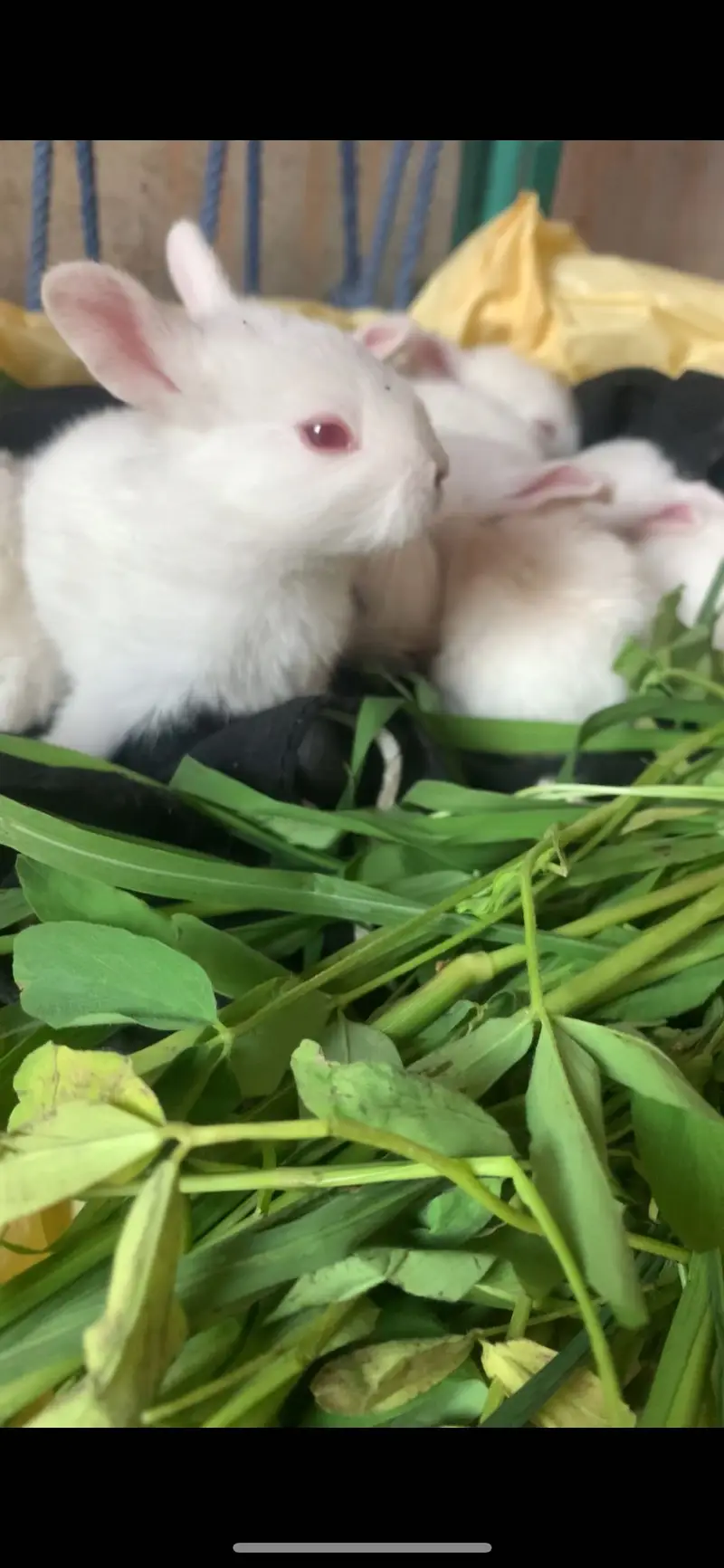 Red eyes rabbit — photo 2