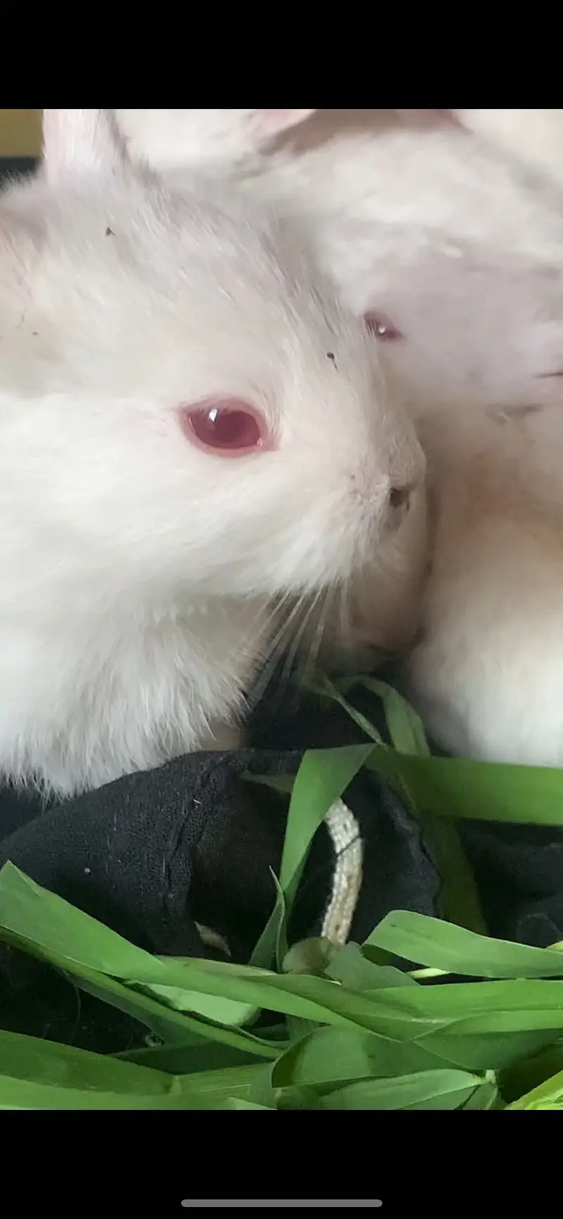 Red eyes rabbit — photo 3